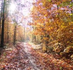Herbstimpression_aus_dem_Brüchelwald